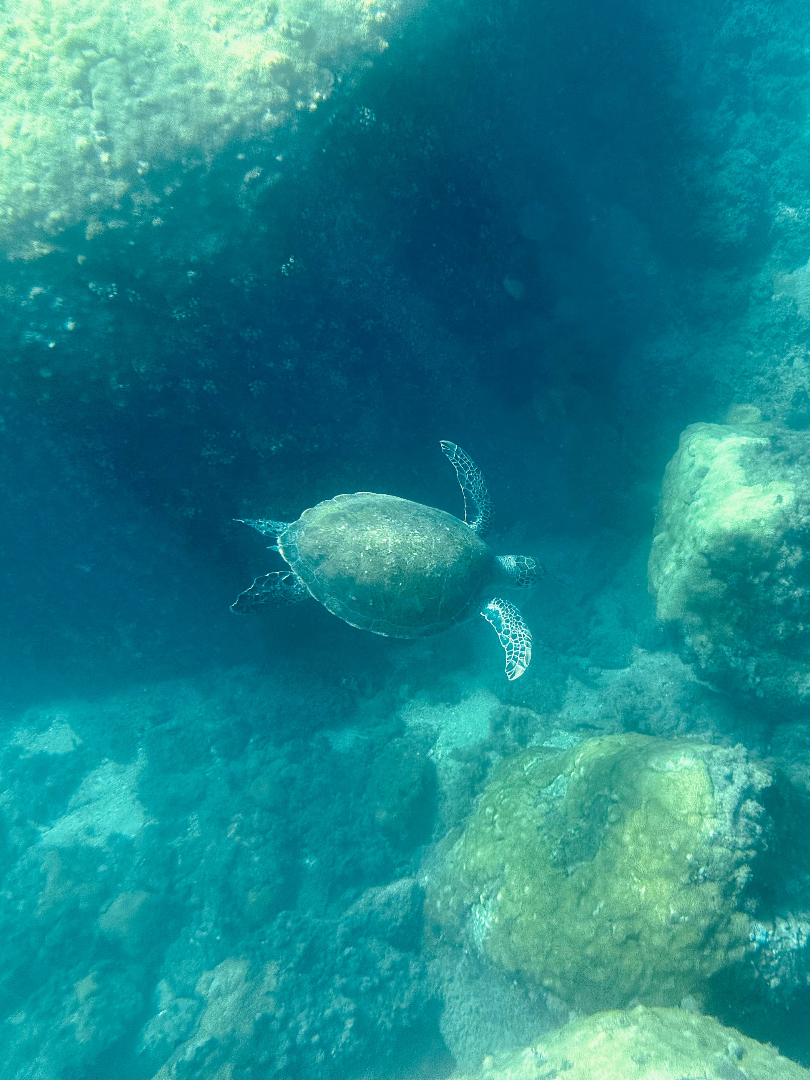 Tortuga en Araçatibinha — Ilha Grande